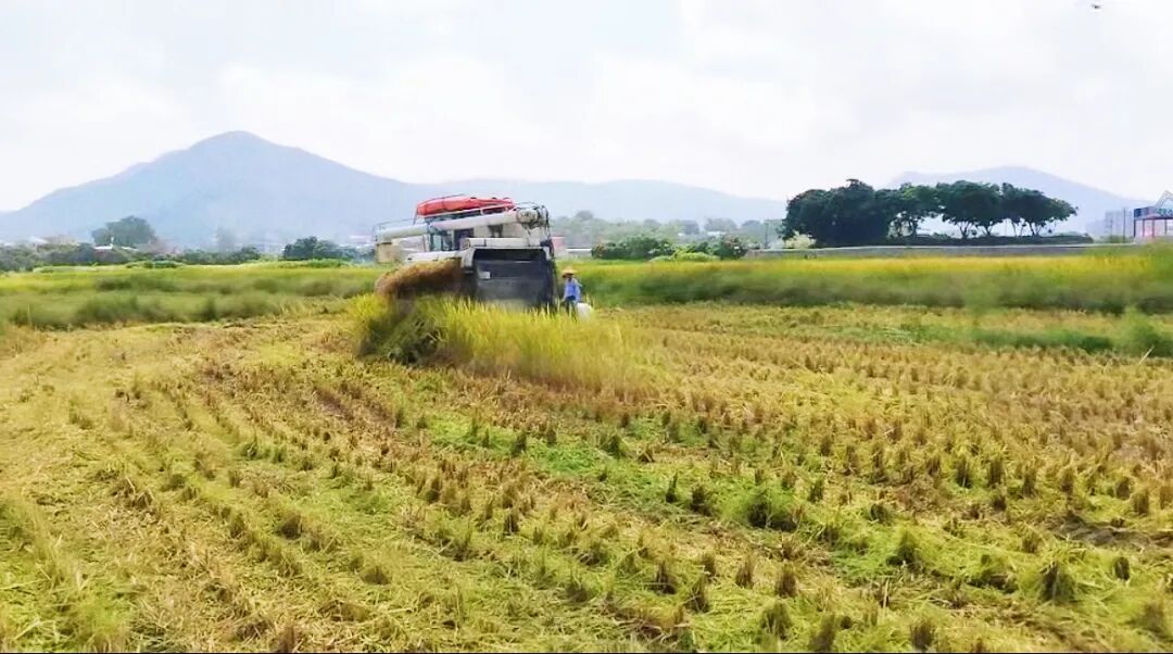 泉州洛江：“稻”处是丰景！千亩早稻归仓进行时