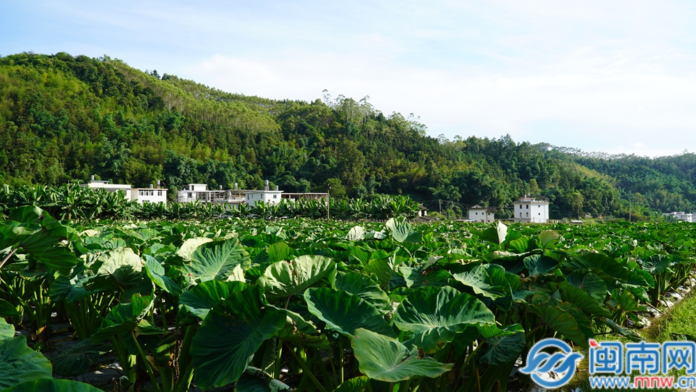 从田间到舌尖！漳州华安特色农业绘就乡村振兴好“丰”景