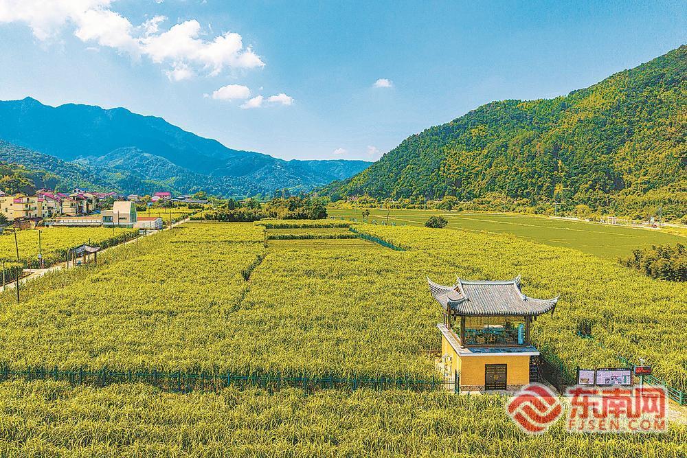 百年蔗 绿生金