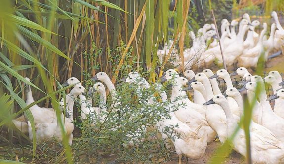 龍巖連城“幸福草”的產業化接力