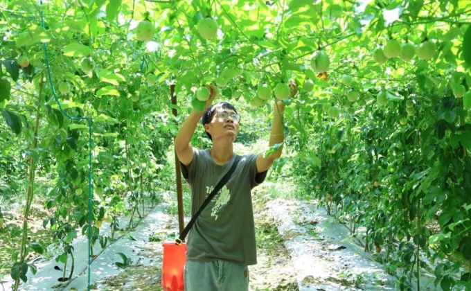 泉州洛江：百香果喜迎丰收，“甜蜜经济”赋能乡村振兴