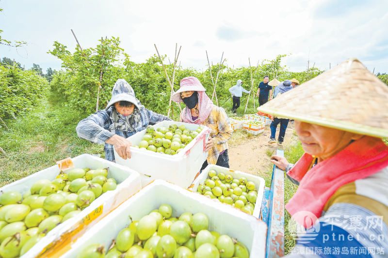硕果飘香丰收旺 小小黄金果铺就乡村致富路