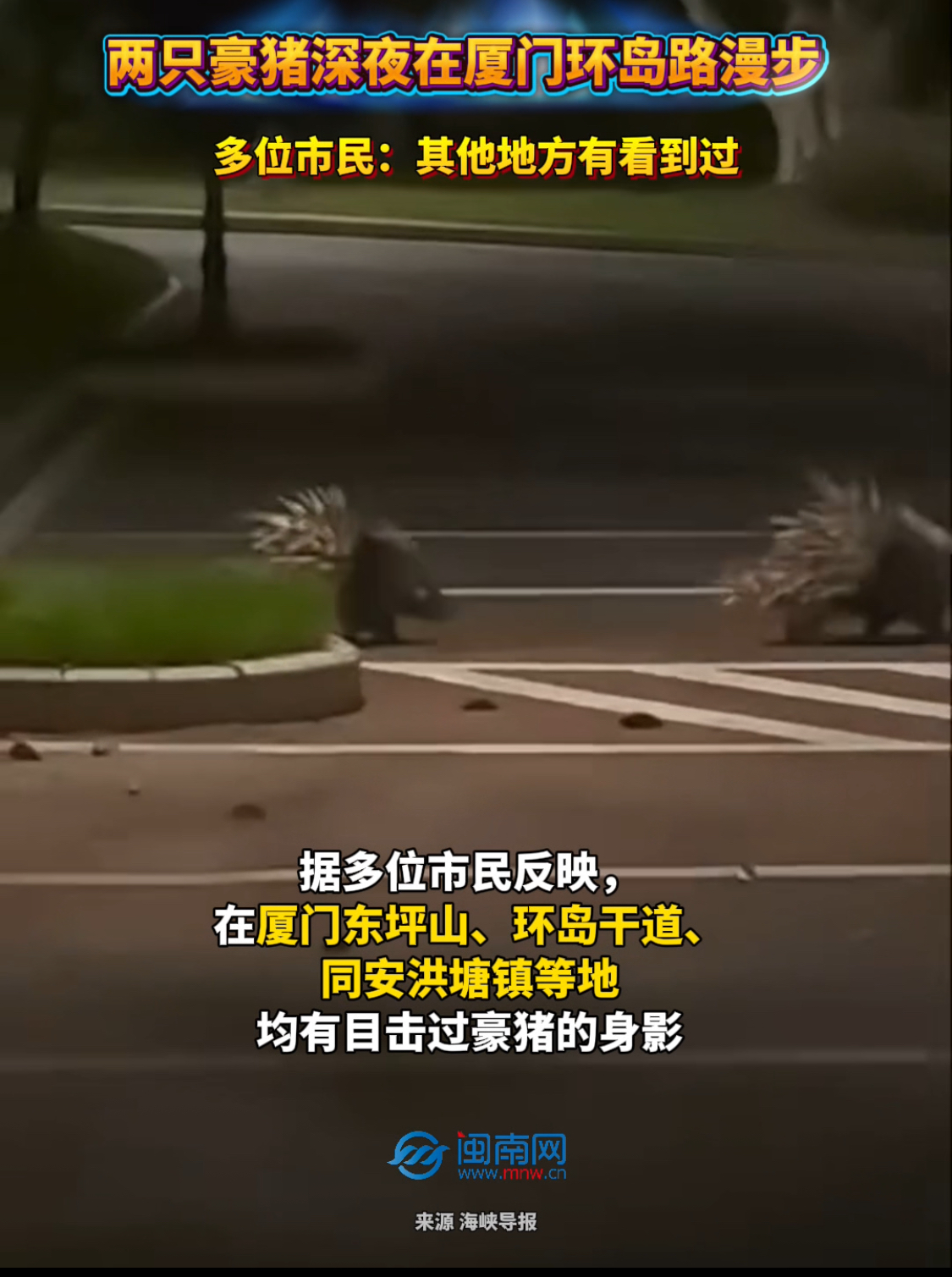 两只豪猪深夜在厦门环岛路漫步，多位市民：其他地方有看到过