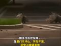 兩只豪豬深夜在廈門環(huán)島路漫步，多位市民：其他地方有看到過