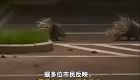 两只豪猪深夜在厦门环岛路漫步，多位市民：其他地方有看到过