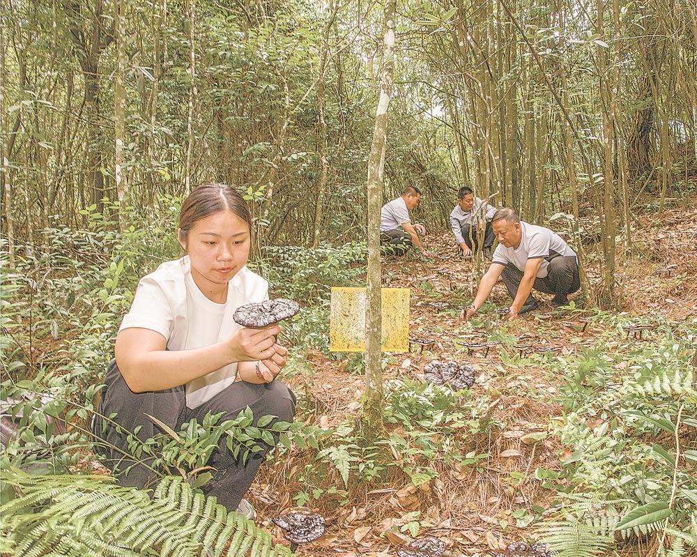从一个示范基地看灵芝提质增效之路