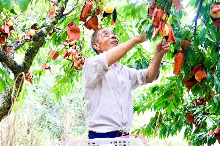 周宁莲地村：高山黄桃喜迎丰收