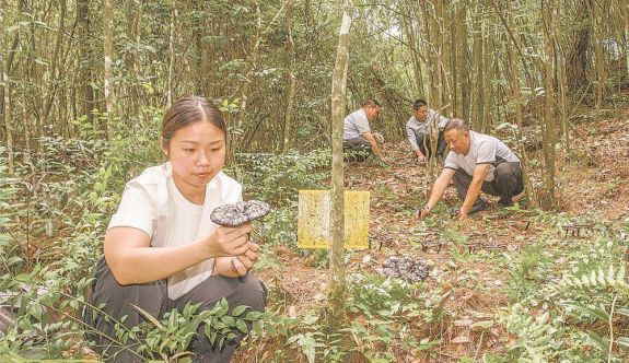 从一个示范基地看灵芝提质增效之路