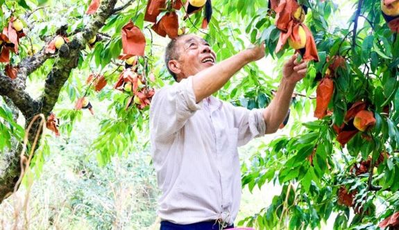 周宁莲地村：高山黄桃喜迎丰收
