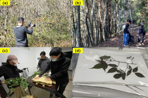 三明：峨嵋峰保护区的植物家族又“上新”了