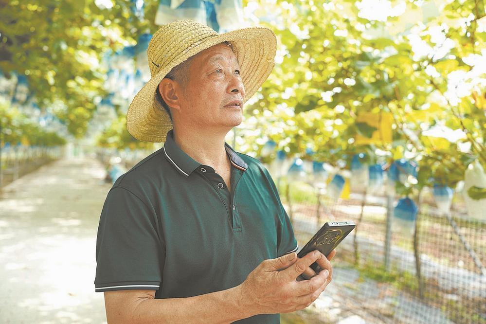 福安葡萄有点“潮”