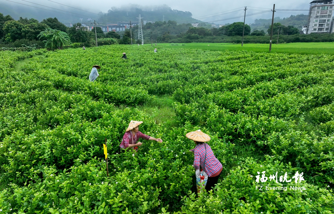 福州茉莉丰收故事登上央视