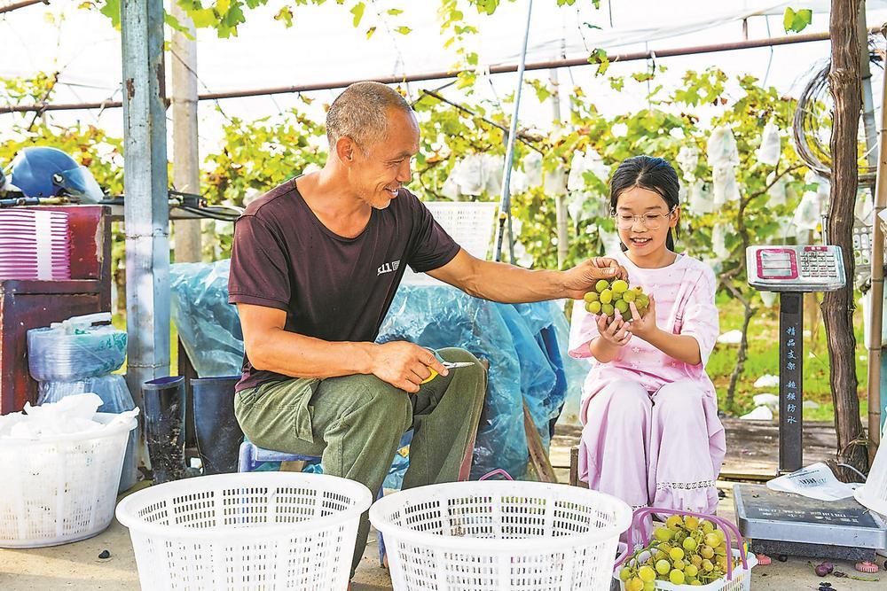 南平市松溪县旧县乡南坡湾葡萄种植基地进入采摘期