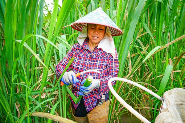 三明泰宁：高山生态育好“茭”特色产业助振兴