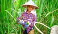三明泰宁：高山生态育好“茭”特色产业助振兴