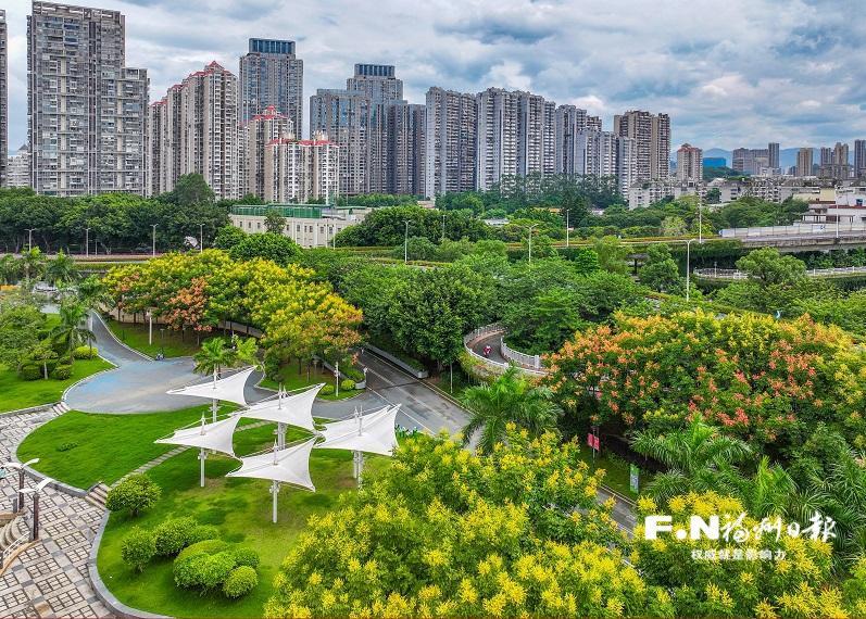 福州：栾树花开 街巷流金