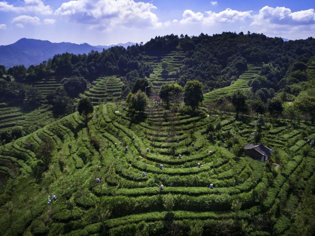 “大基地”发力！安溪茶香飘英伦
