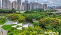 福州：栾树花开 街巷流金