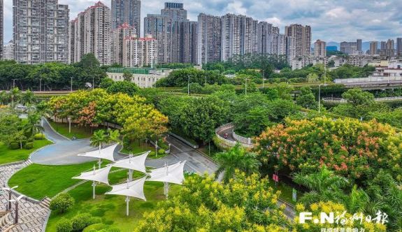 福州：栾树花开 街巷流金