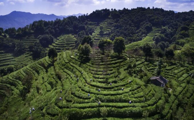 “大基地”发力！安溪茶香飘英伦