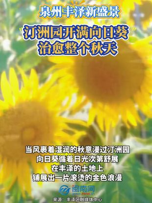 泉州丰泽新盛景！汀洲园开满向日葵，治愈整个秋天