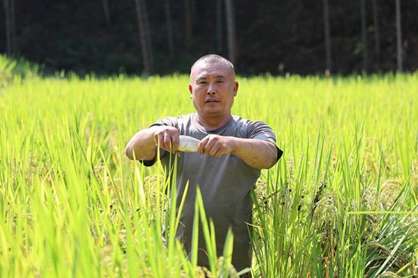 三明泰宁：一田双收 鱼稻生金