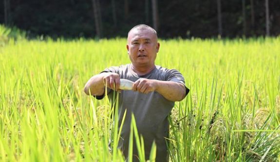三明泰宁：一田双收 鱼稻生金