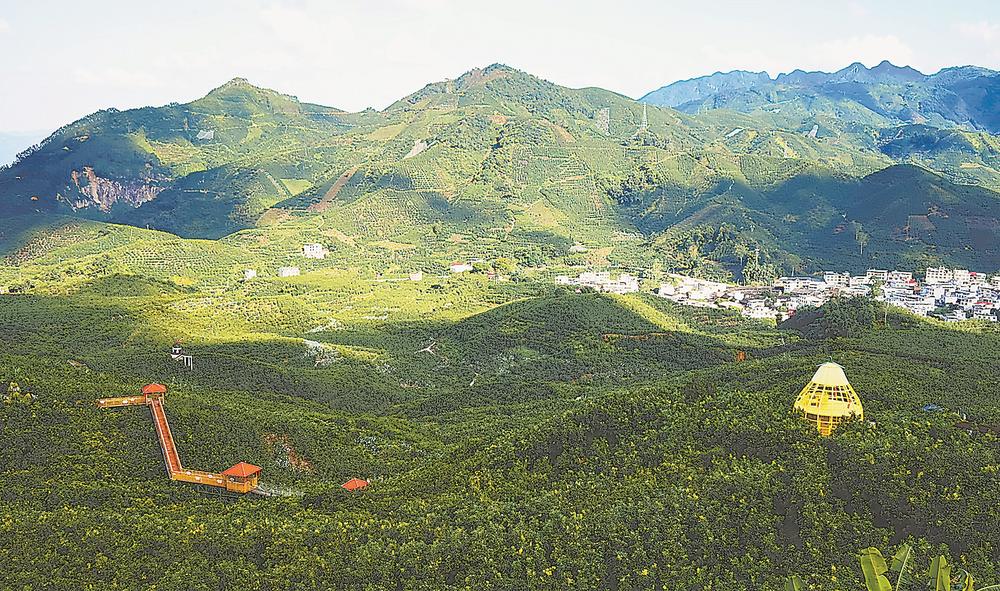 平和县霞寨镇高寨村的万亩柚海