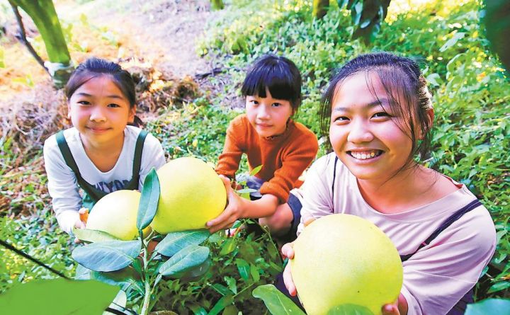 漳州平和：蜜柚盛会重启背后的“全链突围”