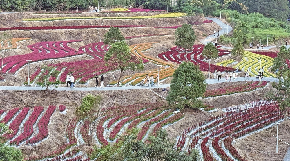 秋染梯田花烂漫
