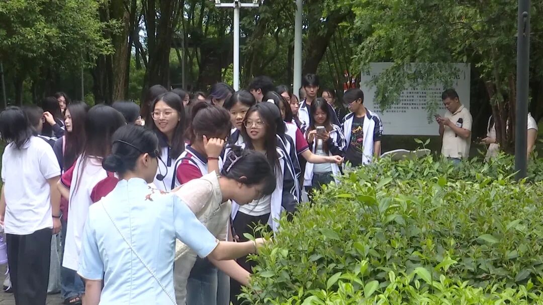 走出教室进茶厂！76名学子沉浸式感受泉州安溪铁观音非遗魅力