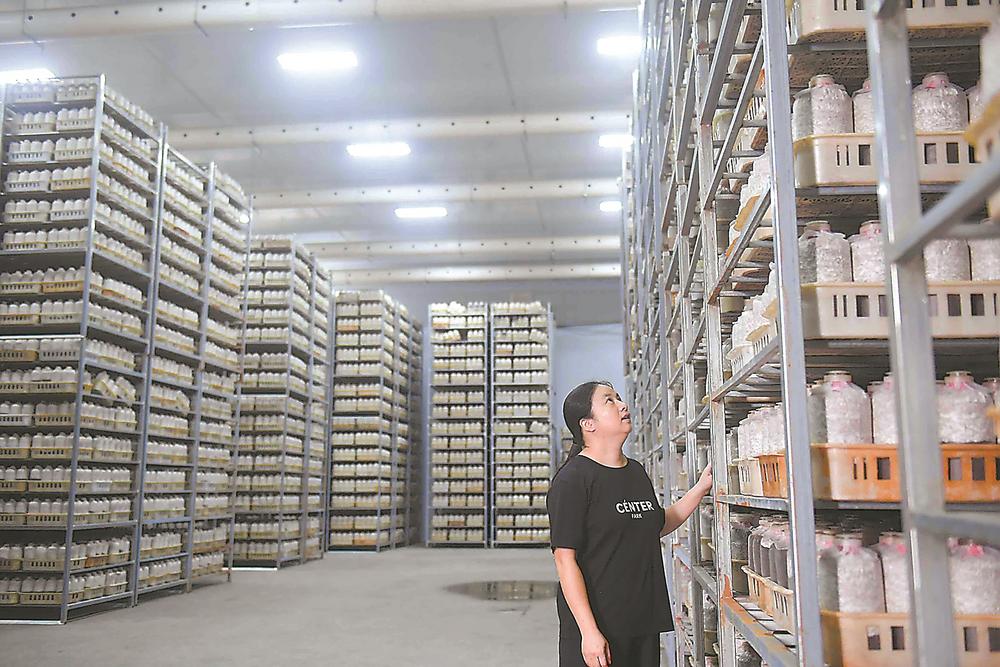 从育种到冷链，一路突围 福州罗源食用菌产业解困局