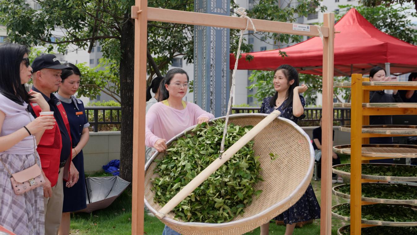 溪才邀月·香约感德——感德镇2026年双节寻茶趣暨手工制茶人才联盟授牌、“一日茶师”推介活动举行