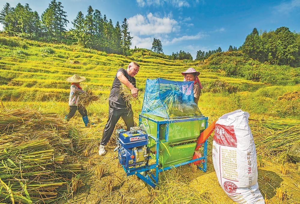 金秋时节 福安市中稻进入集中收割期