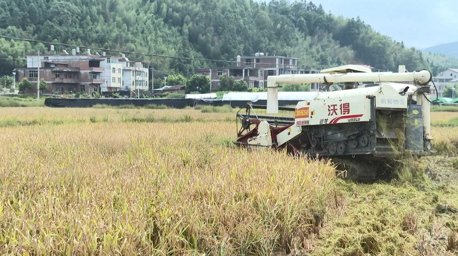 泉州永春：千亩良田迎丰收 多元利用促增效