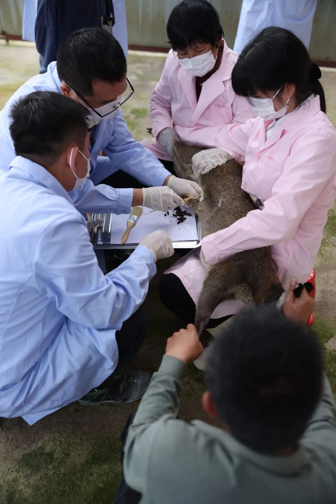 科技养出“软黄金” 德化桂阳提取麝香390克