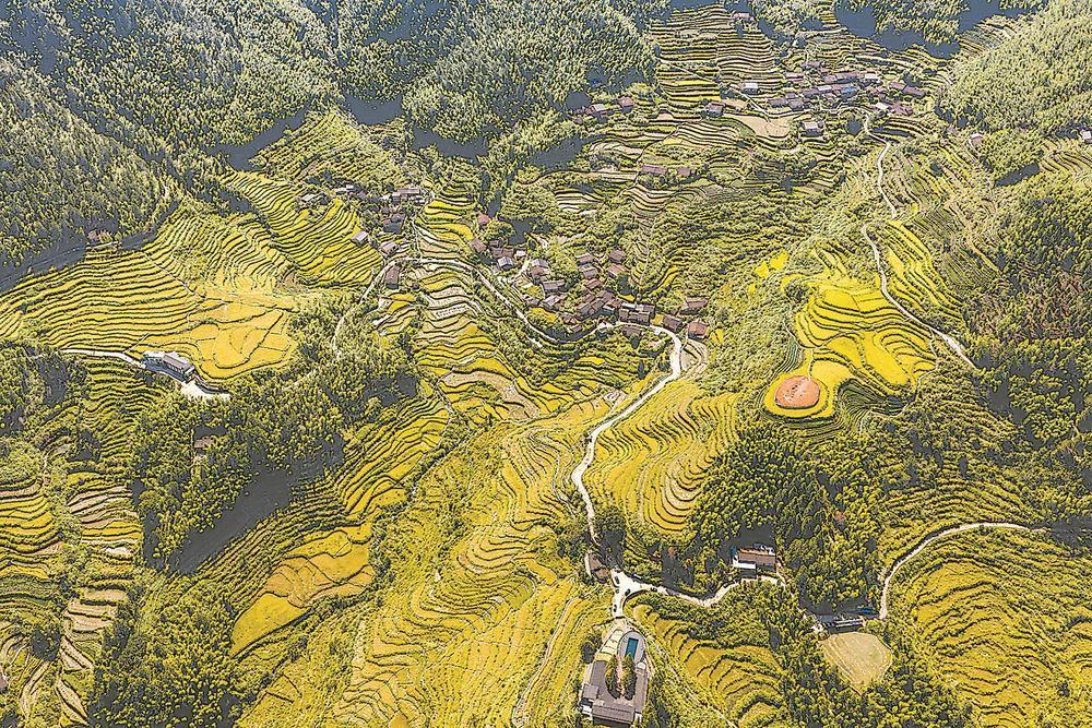 武夷山：山坳梯田 金秋稻熟
