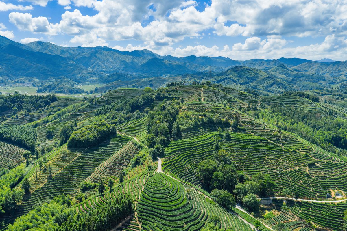 深读 | 茶山“不荒” 顺势而变——松溪茶产业的应变与深耕之道