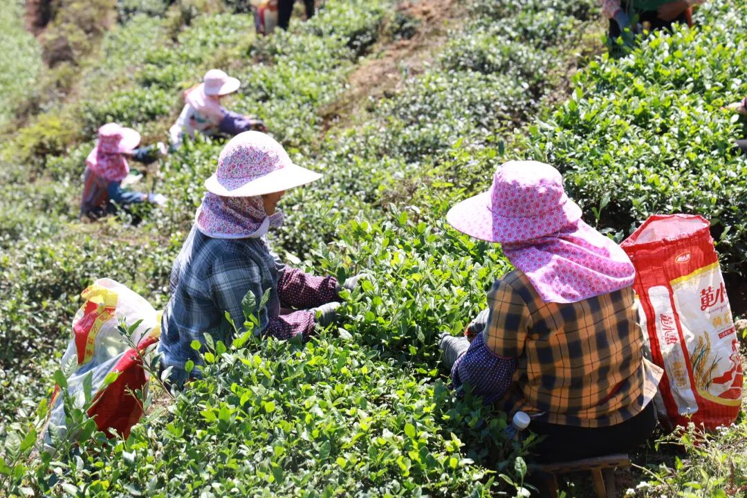泉州安溪铁观音秋茶全面上市了！