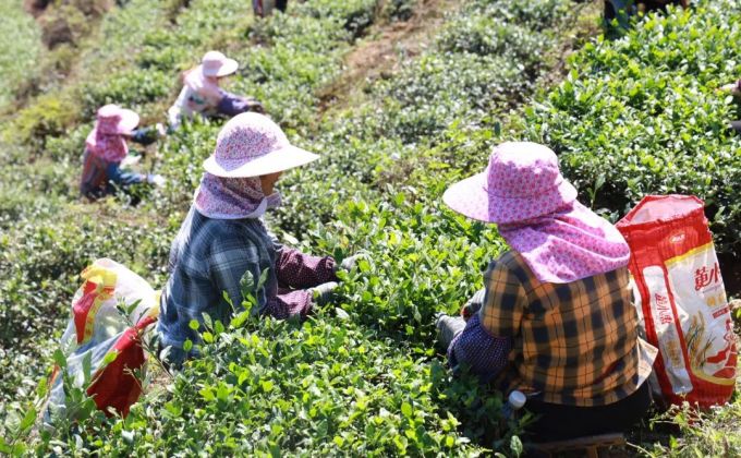 泉州安溪铁观音秋茶全面上市了！
