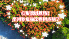 心形栾树登场！泉州秋色被这棵树点靓了 