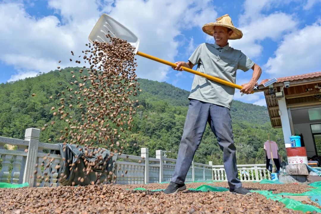 泉州德化桂阳乡：“致富金果” 榨出乡村“油”日子