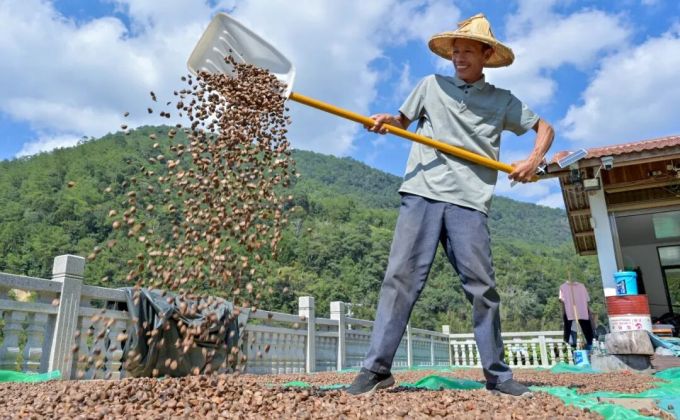 泉州德化桂阳乡：“致富金果” 榨出乡村“油”日子