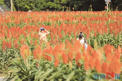 高粱红了 厦门迎来赏秋好时机