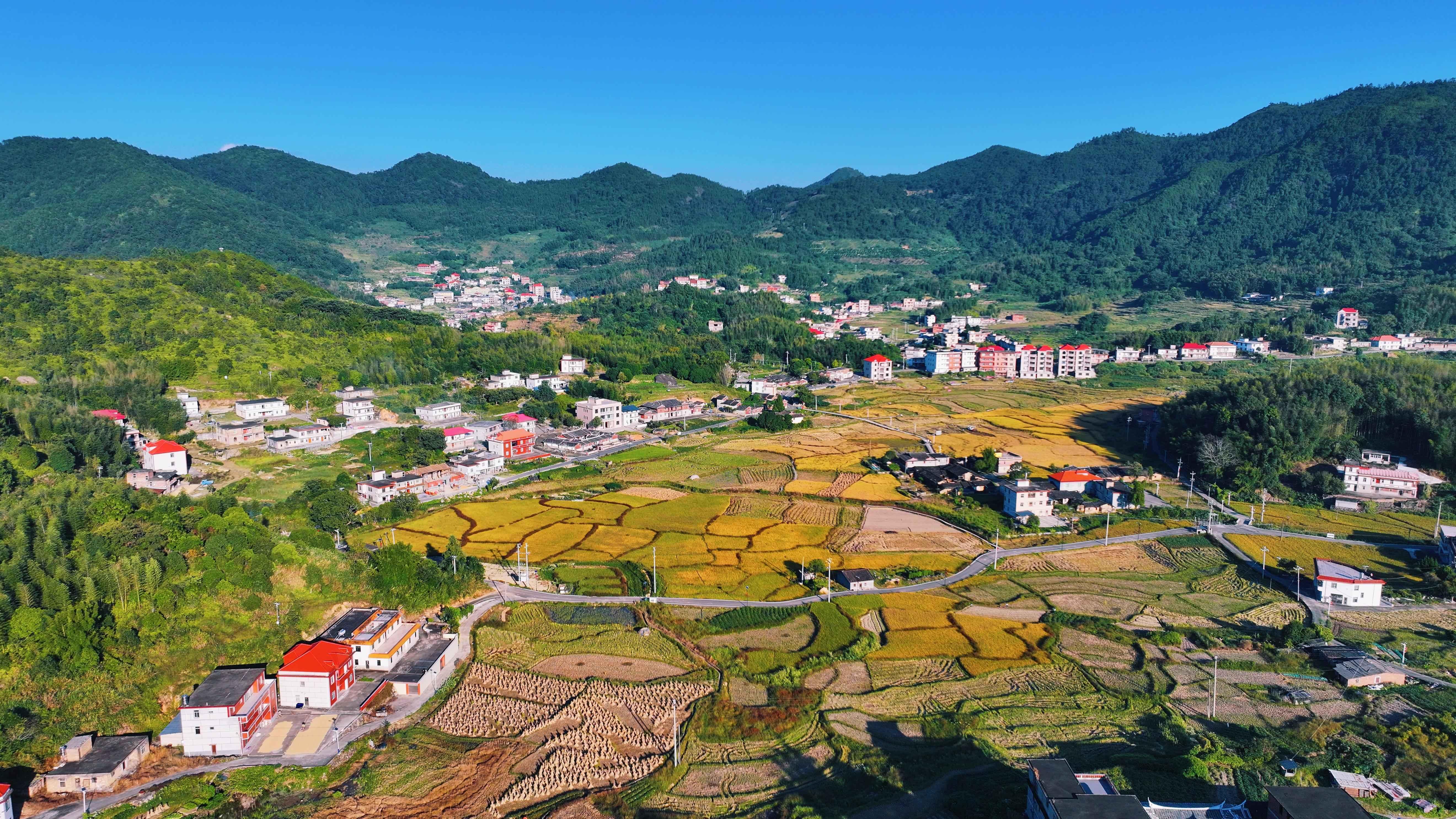 泉州永春：稻浪飘香收割忙 千亩良田颗粒归仓
