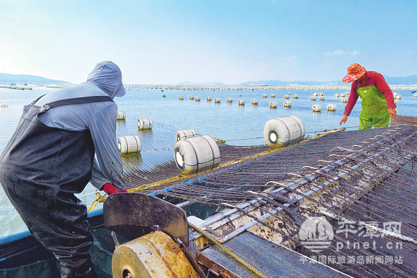 “海上菜园”迎鲜 平潭头水紫菜上市