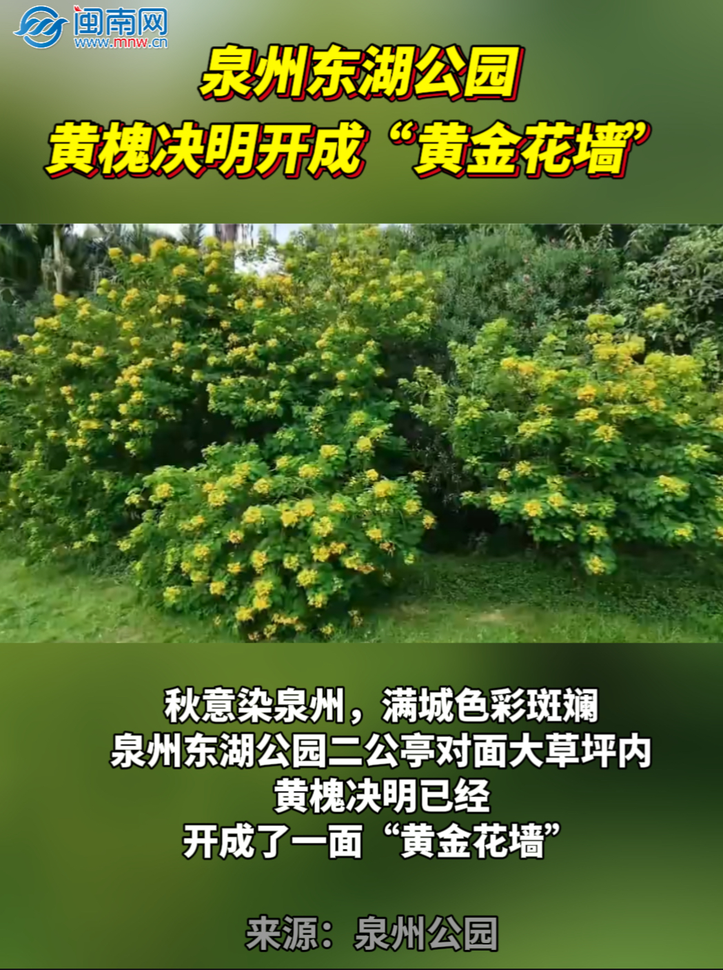 泉州东湖公园黄槐决明开成“黄金花墙”