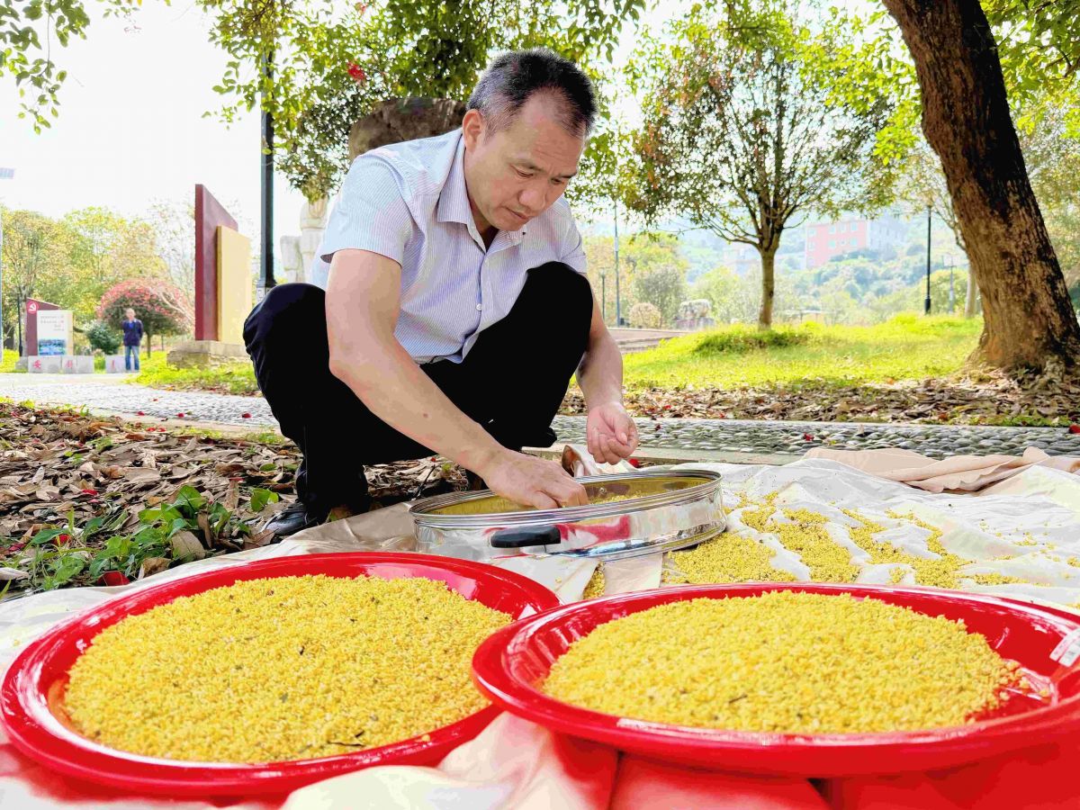 泉州永春：百亩桂花香满园 三产融合促振兴