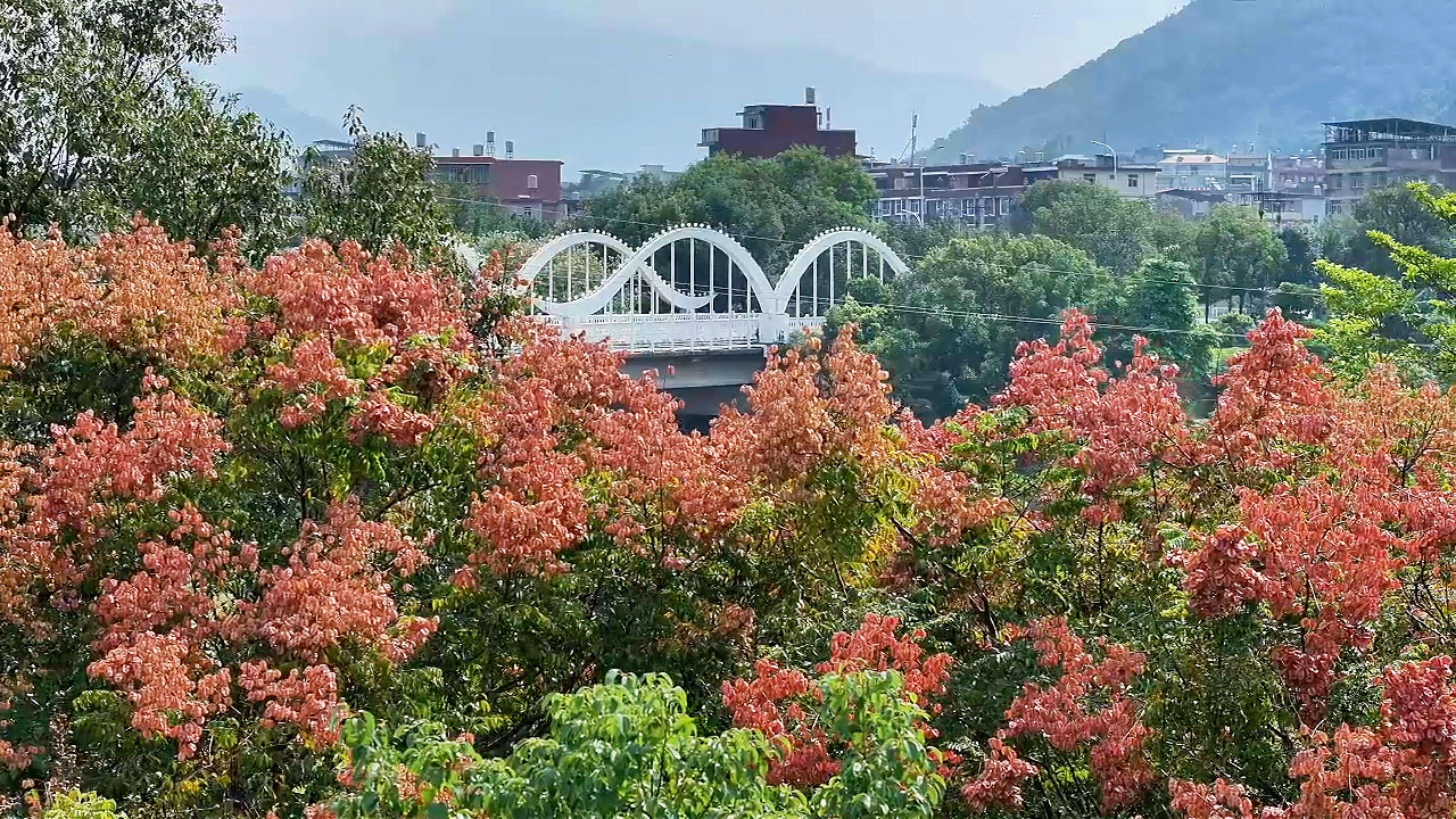 泉州永春：一树栾果红 一城秋意浓