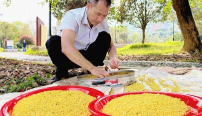 泉州永春：百亩桂花香满园 三产融合促振兴